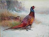 Old English Pheasant by Archibald Thorburn